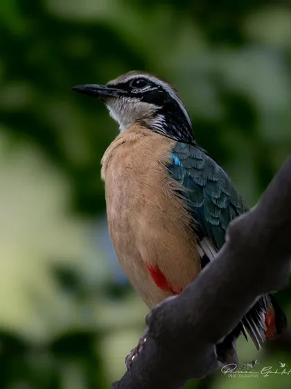 An Indian Pitta from my National Wildlife Day series.