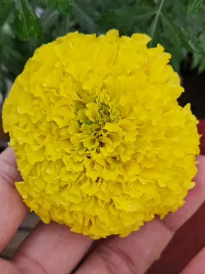 Holding a yellow marigold.