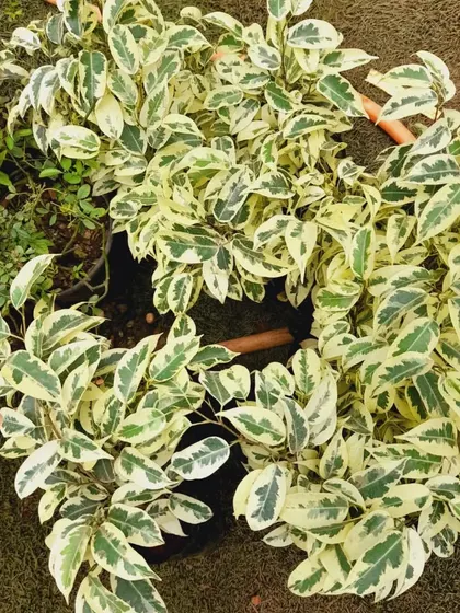 A top-down view of several variegated Ficus plants. Their bright foliage can really light up a corner of your garden or home.