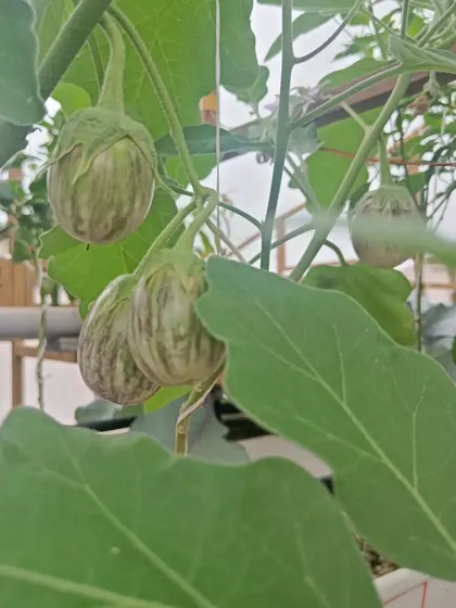 A variety of brinjal, or eggplant, growing on the vine. We can cultivate many different types of vegetables in a single pod using our universal nutrient formula.