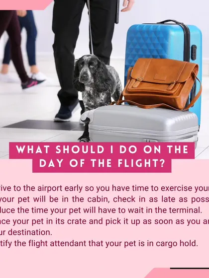 On the day of the flight, remember to arrive at the airport early to exercise your pet. This helps reduce their anxiety before they are placed in their crate for the journey.
