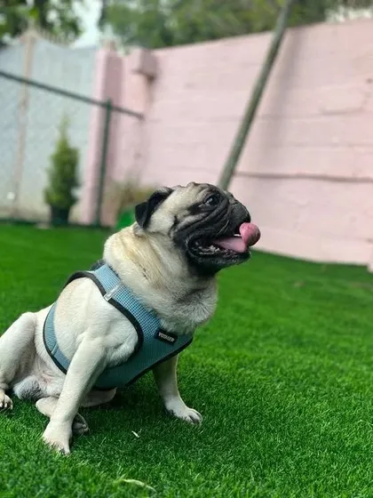 A pug in a harness sits happily on the grass, enjoying the sunny day.