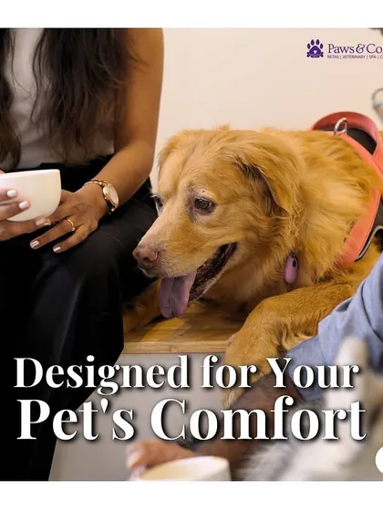We offer a royal treatment for our guests. This image captures the essence of our commitment to providing a comfortable and luxurious experience for every pet that stays with us.