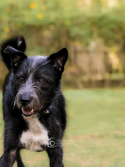 My own dog, Bozo, enjoying some time at the park. His happy expression is a reminder of the simple joys of being outdoors.