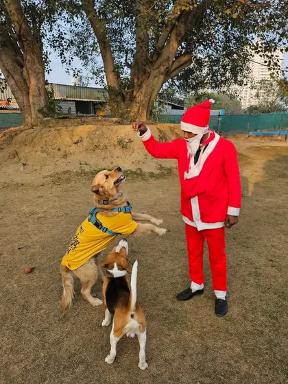 Two dogs, a Golden Retriever and a Beagle, jump up excitedly as Santa holds out treats for them. The energy and happiness are infectious.