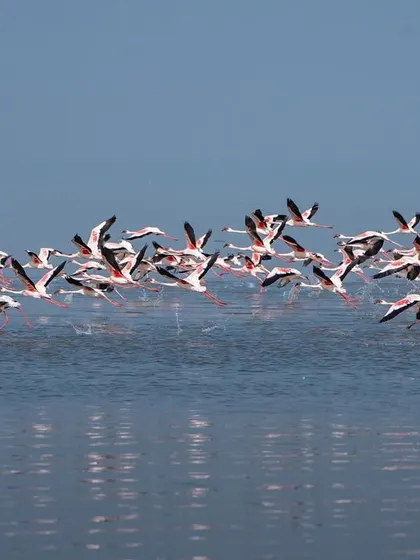 Capturing the moment of takeoff, with water splashing as the birds lift off.