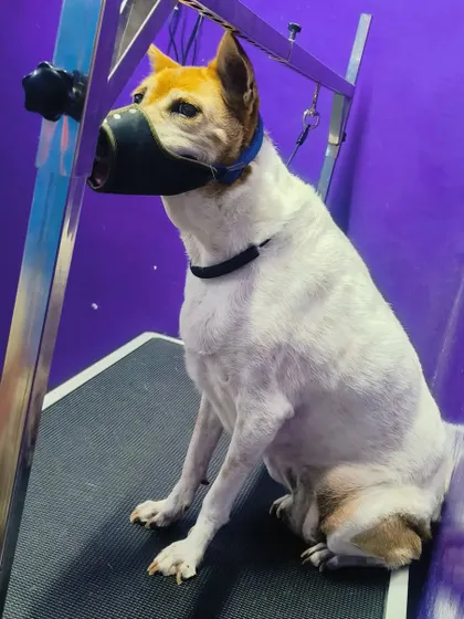 This dog was very anxious, so we used a muzzle for everyone's safety. We always handle nervous pets with patience and care to make the experience as stress-free as possible.