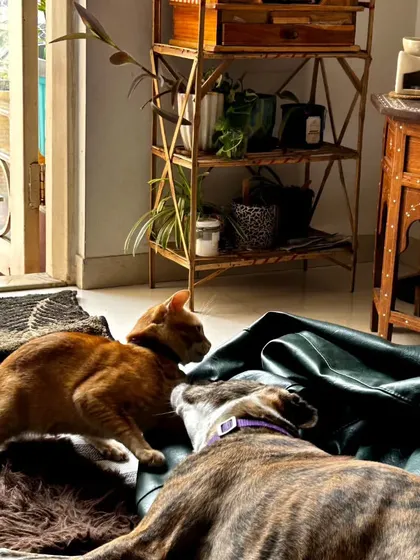 A gentle nose boop between Kenzo the dog and Yuki the cat. I facilitate and supervise these positive interactions, helping to strengthen the bond between your pets.