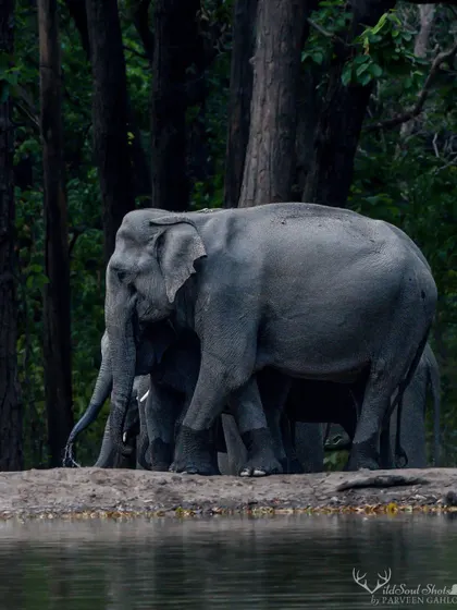 An elephant herd, led by a protective mother, gathers at a man-made waterhole in Rajaji National Park. We guide you on how to tell powerful stories through your images by capturing animal behavior and family interactions.