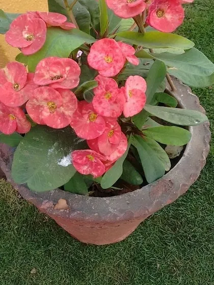 The Crown of Thorns plant is another excellent choice for sunny spots. It produces clusters of cheerful pink flowers and is very easy to care for, shown here in a simple terracotta pot.