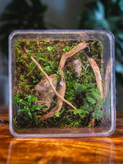 Sustainability is at the heart of what I do. This mini jungle was created inside a recycled cake jar, proving that you can turn everyday containers into beautiful, living ecosystems. I can help you upcycle your own clean glass jars too.