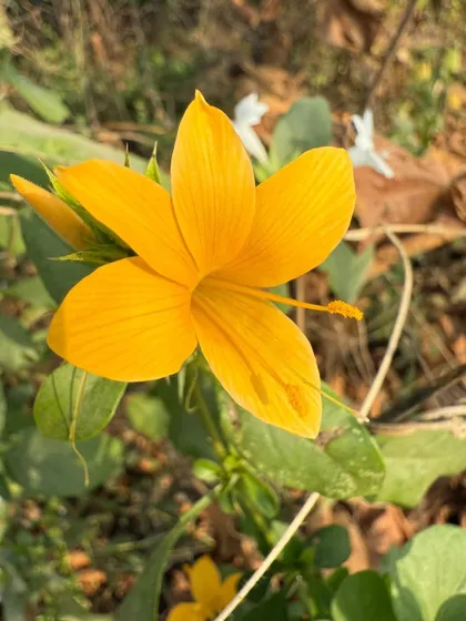 The bright Yellow Barleria, or Vajradanti, a spiny native shrub known for its healing properties and ability to thrive in dry, open spaces.