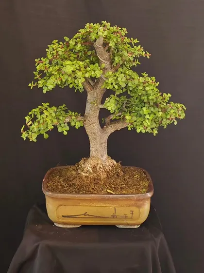A simple yet elegant Jade bonsai, perfect for a desk or small table. Its healthy green leaves bring a touch of nature indoors.