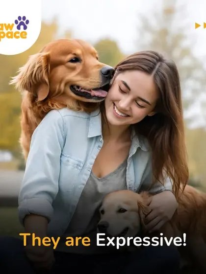 The expressiveness of dogs is one of their most endearing qualities. We help you interpret their signals, from a happy pant to a gentle lick, to strengthen your communication.