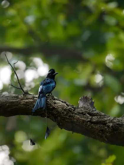 A full view of the Greater Racket-tailed Drongo, showcasing its distinctive tail feathers against a soft, out-of-focus background.