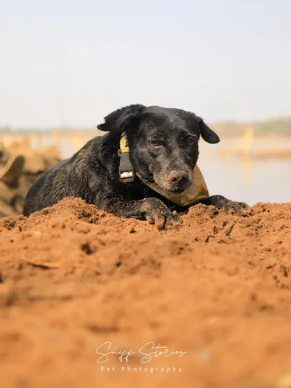 Blackie rests on a mound of dirt, looking directly at the camera with a calm and gentle expression. This portrait highlights the soulful nature of our beloved indie dogs.