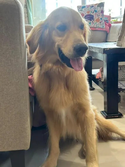 This sweet and gentle Golden Retriever was recently found near Seegahalli. He is healthy, playful, and incredibly affectionate. Many purebreds like him are abandoned and deserve a second chance at a family.