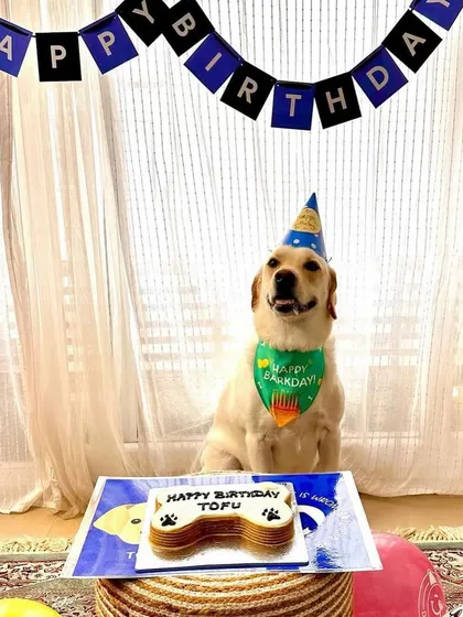 Tofu the Labrador is all set for his birthday with a party hat, bandana, and a delicious bone-shaped cake. A classic and heartwarming birthday portrait.