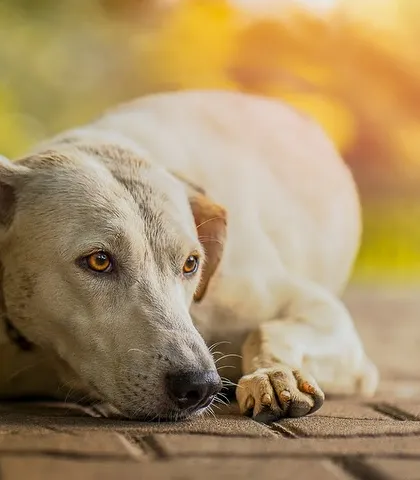 The warm, golden light perfectly highlights the soulful eyes of this beautiful dog. I love capturing these quiet, contemplative moments that reveal the deep personality of a pet.