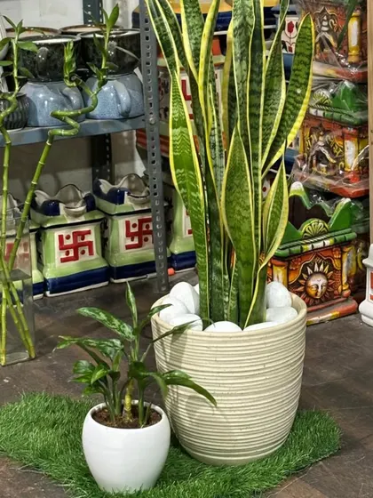 A classic for a reason. The Snake Plant is a top choice for improving indoor air quality, and it's incredibly low-maintenance. Here it is paired with a simple, elegant ceramic pot.