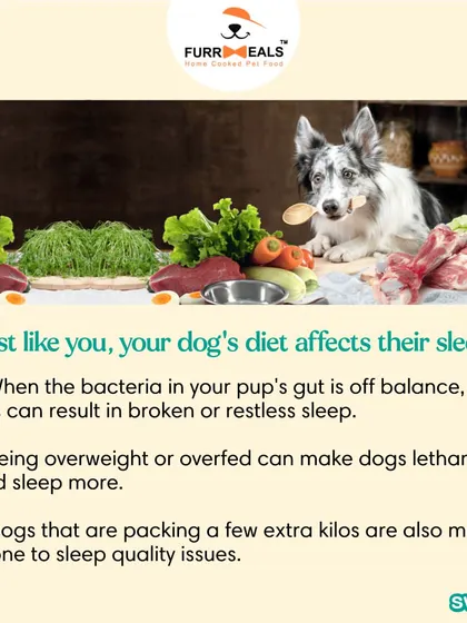 This extensive library of educational content covers everything a pet parent needs to know, from the benefits of turmeric and moringa to tips for hydration, sleep, dental health, and raising a new puppy.