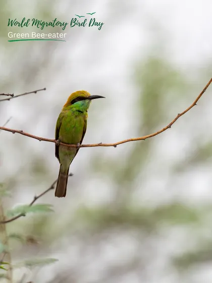 A vibrant Green Bee-eater, a summer migratory bird, spotted at Aravali Nagar Van. Our restored green belts provide vital stopovers for these beautiful visitors.