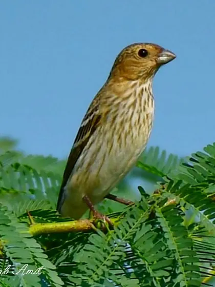 The Common Rosefinch is a whisper of dawn's blush. The male's crimson hues make it a living gem, a beautiful sight in the Himalayan wilderness.
