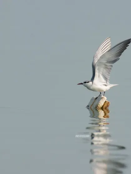 A Whiskered Tern prepares for takeoff from a small perch in the water, its wings raised and creating a beautiful, still reflection. This image captures a moment of quiet elegance.