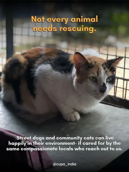 Not every animal needs rescuing. Healthy street dogs and community cats can live happily in their environment if cared for by compassionate locals. Our priority is the sick and injured.