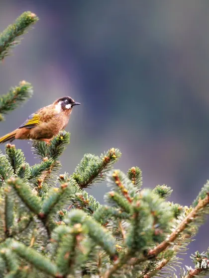 A Black-faced Laughingthrush in its typical Himalayan habitat. These birds are often found in small, noisy groups foraging in the forest undergrowth.