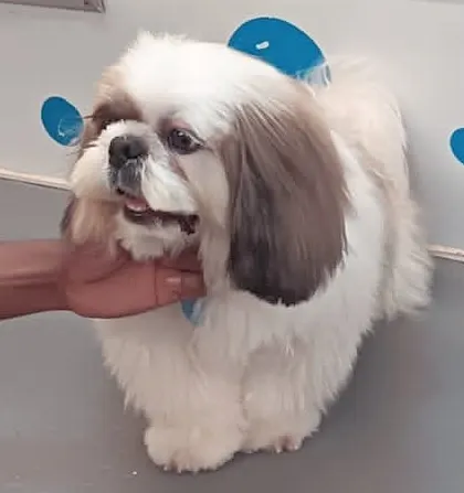 A sweet Shih Tzu named Crypto looking absolutely adorable after his haircut.
