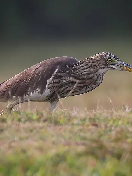 A Pond Heron on the hunt in Singapore. It can be difficult to distinguish between the three migratory Pond Heron species (Chinese, Indian, and Javan) when they are in their non-breeding plumage.