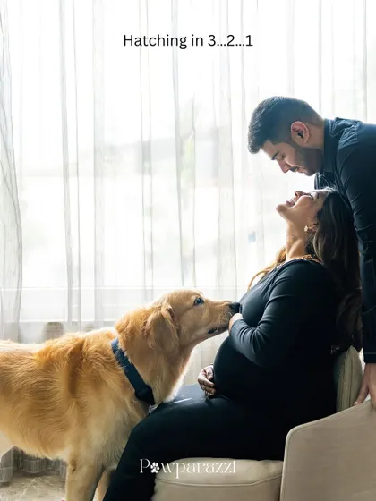 A playful maternity announcement photo where a golden retriever licks the mom-to-be's baby bump, with the text "Hatching in 3...2...1".