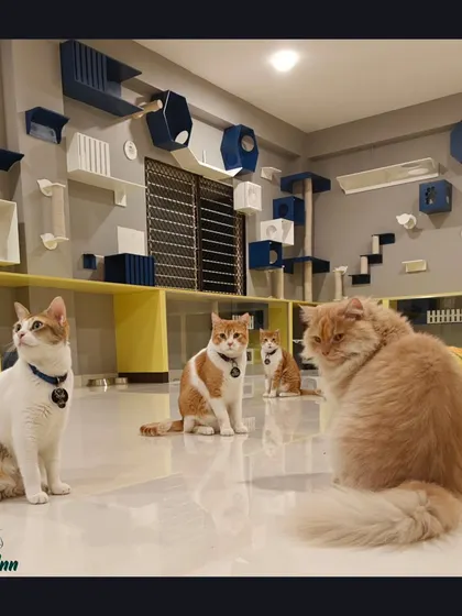 A candid shot of our feline guests looking comfortable and alert in their temporary home. The variety of breeds and personalities all coexist peacefully here.