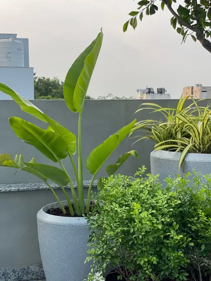 A close-up of the minimalist terrace garden, showing the healthy Bird of Paradise and other lush green plants. The textures of the leaves contrast beautifully with the simple grey pots.