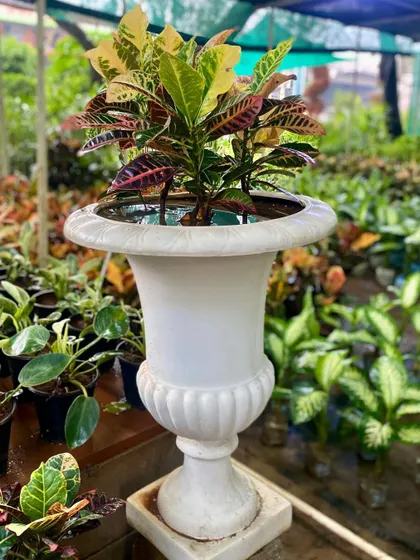 An ornate pedestal planter like this one can turn a simple plant into a grand statement piece. It's perfect for entryways or formal garden settings.