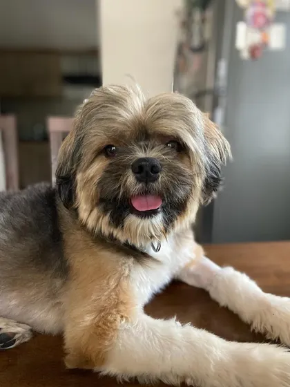 A happy portrait of Hope, who has been adopted. He was surrendered after being abandoned multiple times, but now his journey is over.