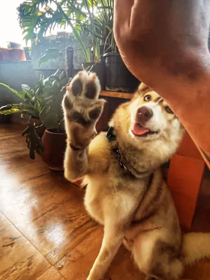 Luna giving a paw-five. This sweet girl has been adopted and is thriving.