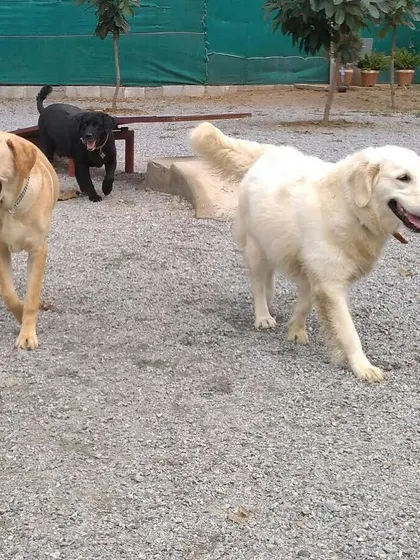 A trio of happy Labradors and Golden Retrievers enjoying their time together. The smiles on their faces say it all.