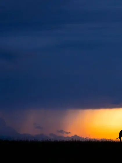 The Kenyan sky is a painting, and we are just there to frame it. Here, an elephant walks under a dramatic sky at dusk in the Masai Mara. This is a moment of pure silhouette magic, where gold and blue tell the story.