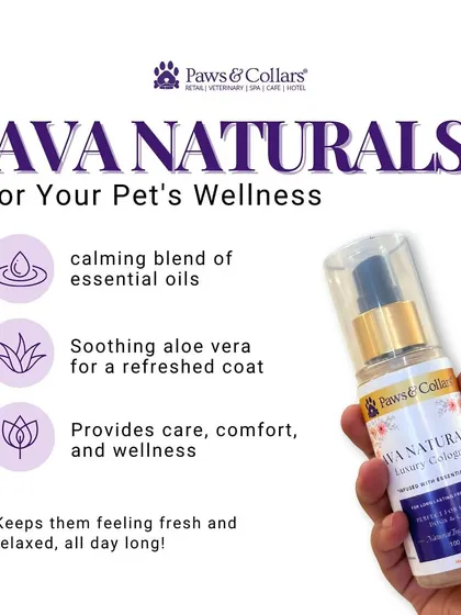 This infographic summarizes the wellness benefits of Ava Naturals cologne: a calming blend of essential oils, soothing aloe vera, and an overall sense of comfort and wellness.