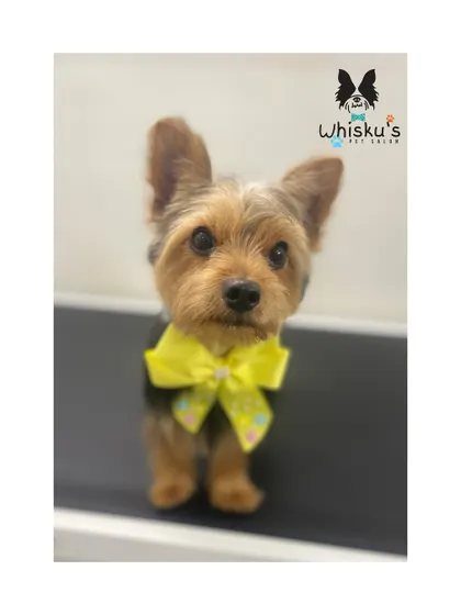 Arya the Yorkshire Terrier puppy looking incredibly cute. A "puppy cut" is a popular choice for Yorkies to keep their fine hair manageable.
