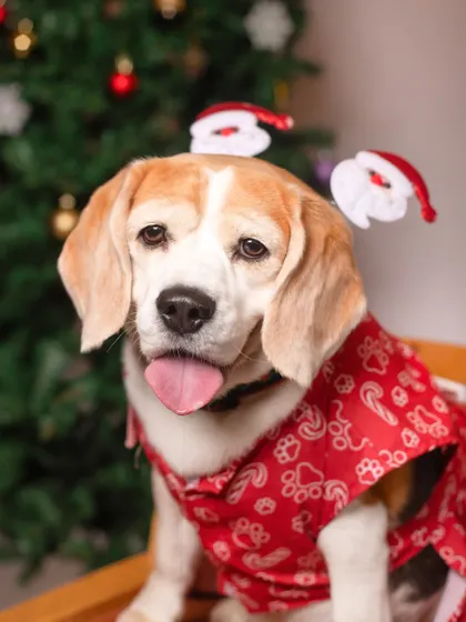 This sweet beagle is feeling the Christmas spirit with a cute red outfit and a tiny Santa hat headband.