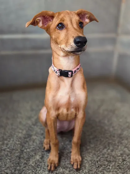 A beautiful, poised portrait of a young Indie foster. Her attentive gaze and perfect posture show just how quickly these smart pups can learn to focus and connect during a photo session.
