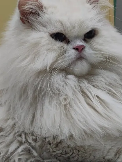 This is Kai, a magnificent and fluffy white Persian cat. He looks so regal and grand.