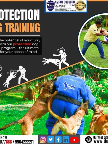 This image shows the controlled power of trained protection dogs. It's not about aggression; it's about discipline and creating a reliable guardian for your family.