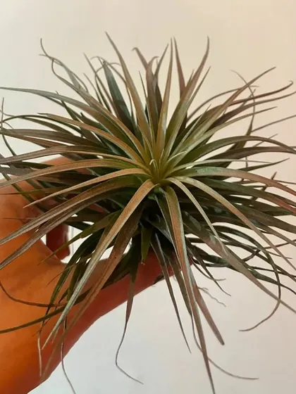 A close-up of a beautiful air plant. They make fascinating and low-maintenance pets.