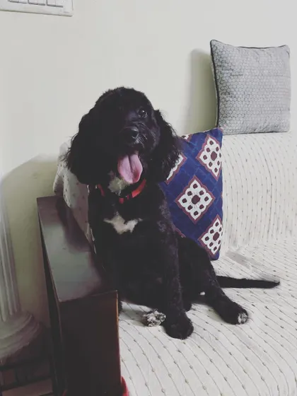 Lola the Cocker Spaniel looking happy and relaxed. I only board spayed or neutered dogs to ensure a calm and safe social environment for everyone.