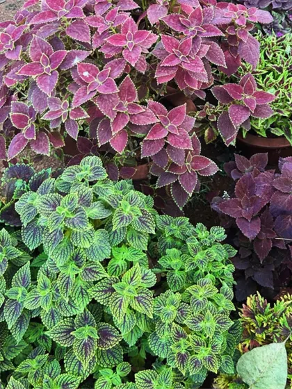 A beautiful arrangement of colorful Coleus plants. Using foliage plants with varied colors and textures is a great way to enhance garden spaces and create visual interest.