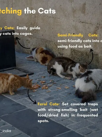 This guide shows different methods for catching cats. Friendly cats can often be guided into cages, semi-friendly cats can be lured with food, and feral cats require covered traps with strong-smelling bait.